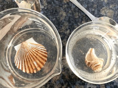 Seashells And Vinegar Ocean Science Experiment Vinegar Science Experiments - Vinegar Science Experiments