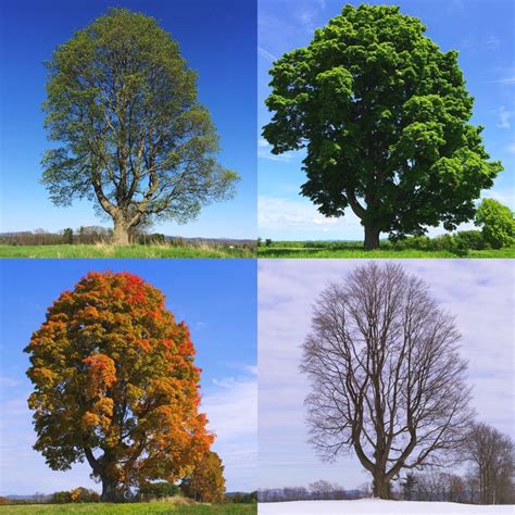 Seasons Images Pictures Photos Seasons Photographs Picture Of Different Seasons - Picture Of Different Seasons