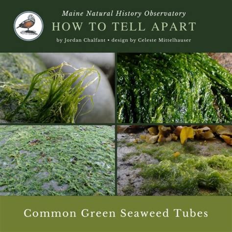 Seaweed Identification Manual