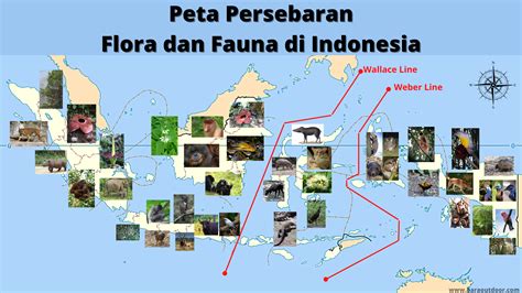 sebaran flora dan fauna di indonesia