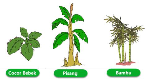 sebutkan 10 nama tumbuhan dan cara berkembang biak