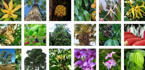 sebutkan ciri ciri flora tipe asiatis