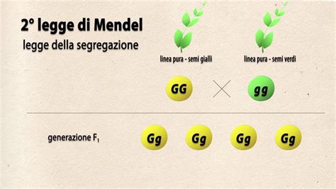 Seconda Legge Mendel