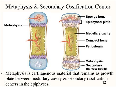 Secondary Ossification Center