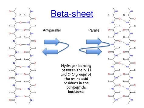 secondary structure alpha helix parallel antiparallel beta sheet .pdf