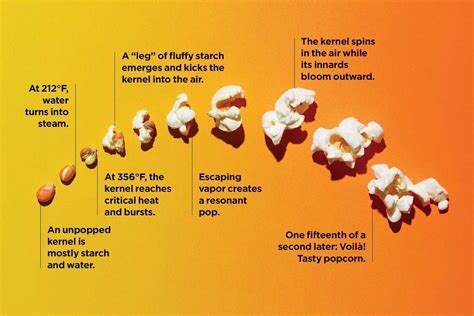 Full Download Secret Of Popcorn Popping Answers 
