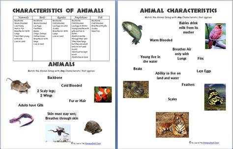 section 1 characteristics of animals answer key