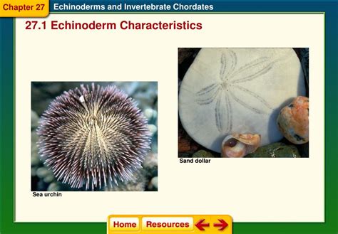 section 1 echinoderm characteristics study guide