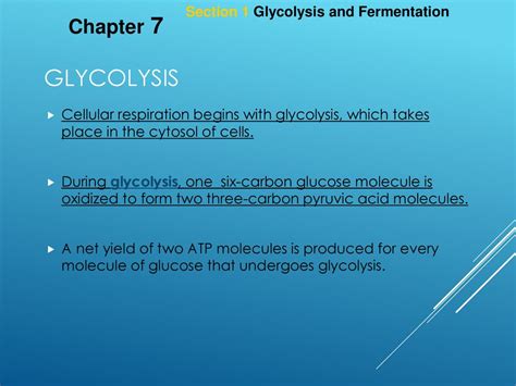 Section 1 Glycolysis Fermentation Study Guide Answers