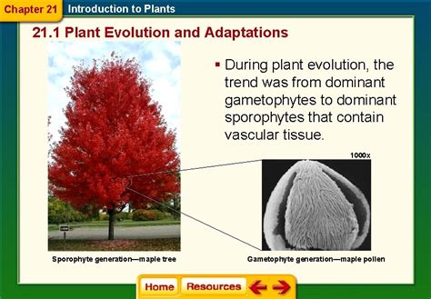 Section 1 Plant Evolution And Adaptations Answers