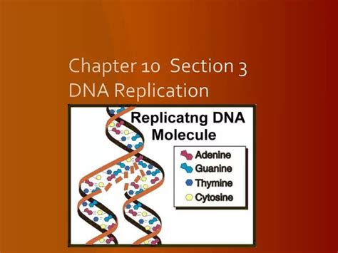Section 10 3 Dna Replication Answer Key