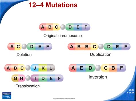 Section 12 4 Mutations Answer Key