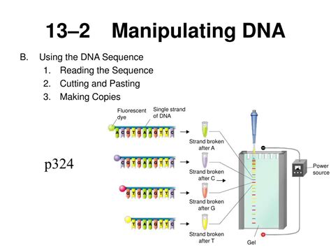 Section 13 2 Manipulating Dna Answers