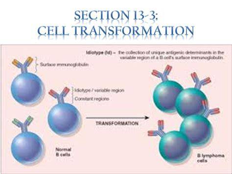 section 13 3 cell transformation answer key