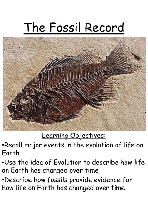 Section 17 1 The Fossil Record Worksheet Answer Identifying Fossils Worksheet - Identifying Fossils Worksheet
