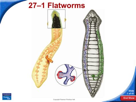 section 27 1 flatworms answer key