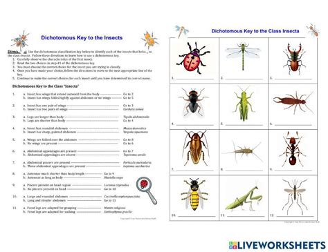 Section 28 3 Insects Answer Key Biology