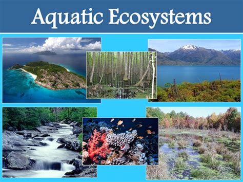 Section 3 3 Aquatic Ecosystems Flashcards Quizlet Aquatic Ecosystems Worksheet Answer Key - Aquatic Ecosystems Worksheet Answer Key