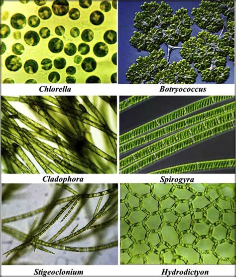 Section 3 Algae Plant Like Protists Answers