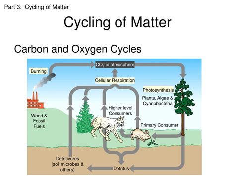 section 3 cycling of matter answers