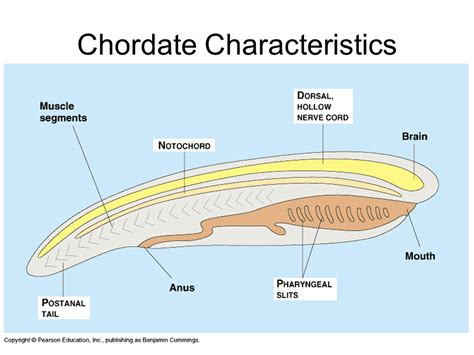 Section 33 1 Chordate Evolution Answer Key