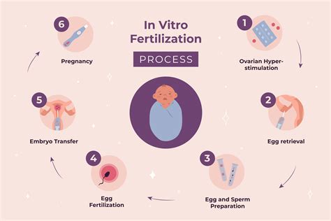 Section 34 4 Review Fertilization And Development