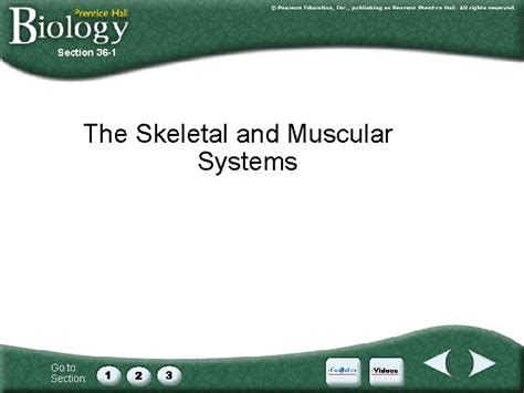 Section 36 1 The Skeletal System
