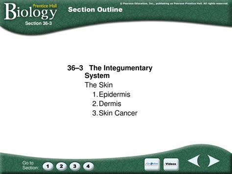 section 36 3 the integumentary system worksheet answers
