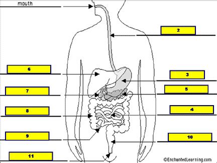 Section 38 2 Process Digestion Answers