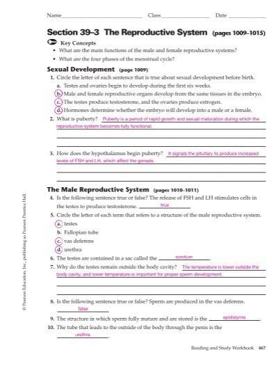 section 39 3 the reproductive system