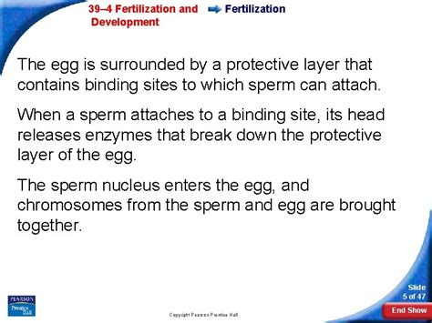 section 39 4 fertilization and development answers