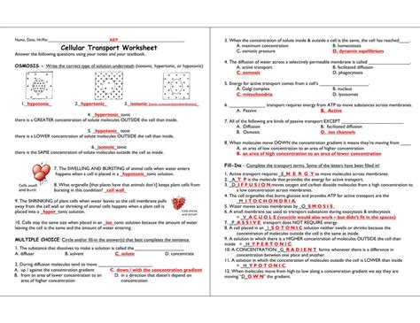 section 4 cellular transport answers