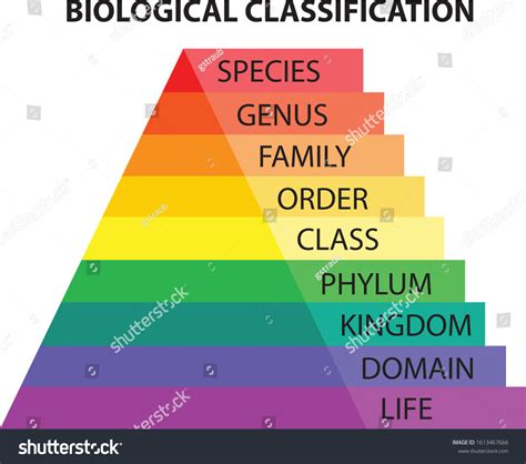 Section Categories Of Biological Classification Answers