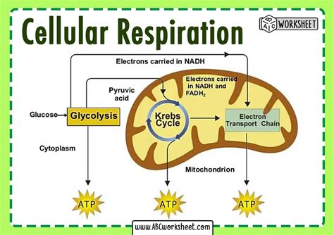 Section Overview Of Cellular Respiration 4 4 Study Guide