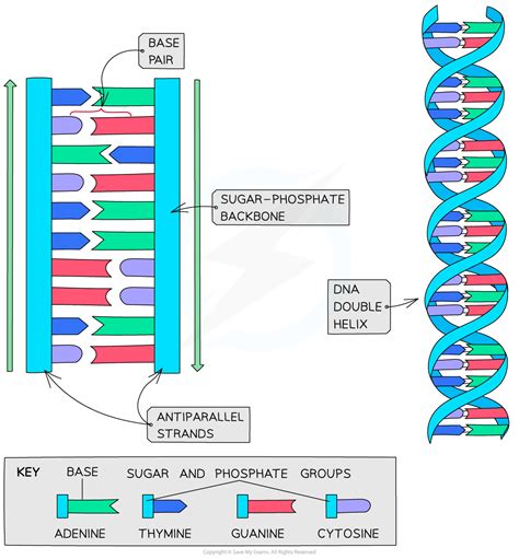 Section Structure Of Dna Study Guide Answers