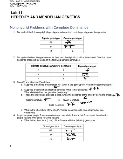 Full Download Section 3 2 Probability Genetics Answers 