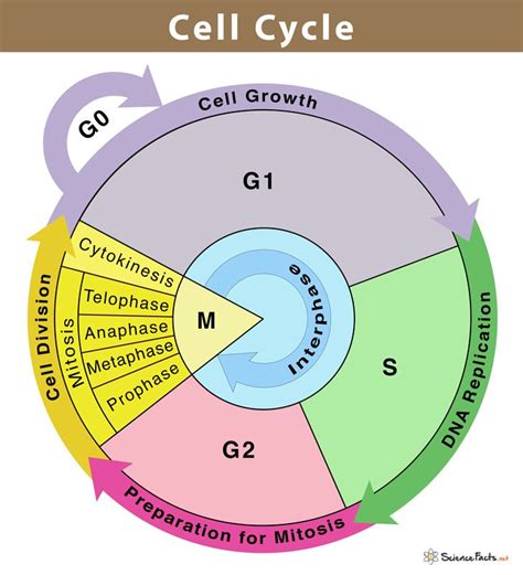 Read Section 3 The Cell Cycle 