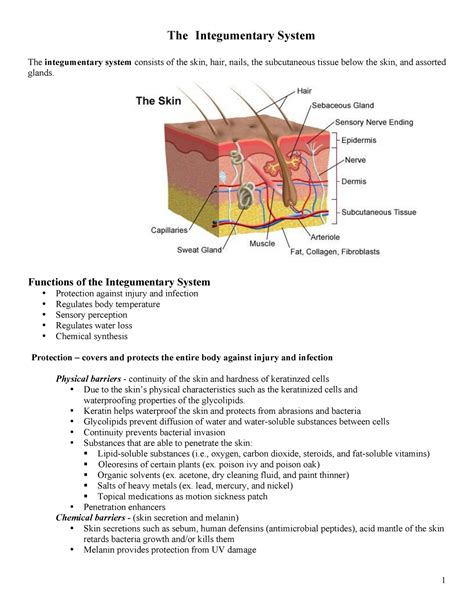 Full Download Section 36 3 The Integumentary System Answers 