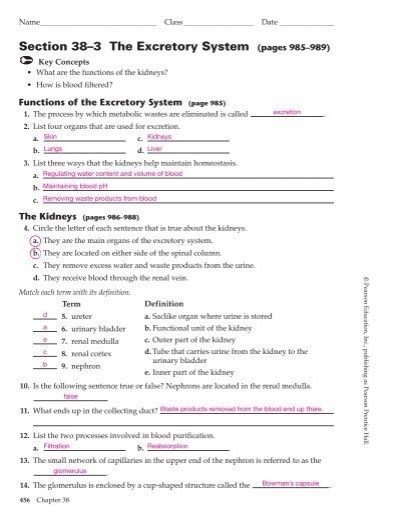 Download Section 38 3 The Excretory System Worksheet Answers 