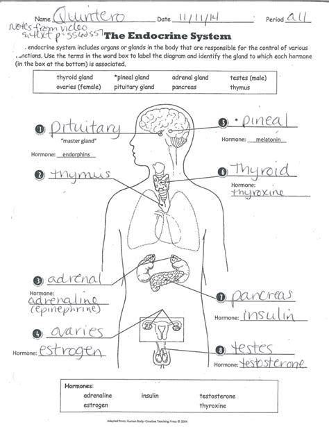 Full Download Section 39 1 The Endocrine System Answer Key 