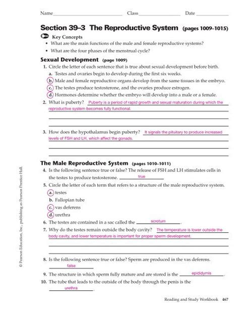 Full Download Section 39 1 The Endocrine System Answer Key 