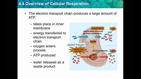 Download Section Cellular Respiration In Detail 4 5 Power Notes 