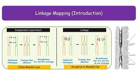 Download Section Gene Linkage And Mapping 7 3 Study Guide 