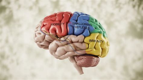 sections of brain and explanations for dementia
