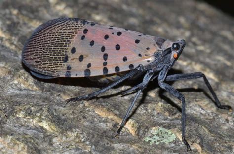 See a Spotted Lanternfly? Meet the NJ Teen Behind the Perfect 