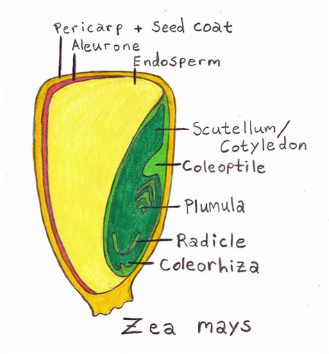 Seed Anatomy Awkward Botany Inside Of A Seed Diagram - Inside Of A Seed Diagram