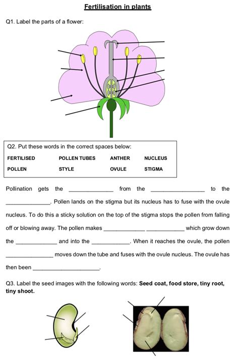 Seed And Flower Revision Grade 5 52 Plays 5th Grade Parts Of A Seed - 5th Grade Parts Of A Seed