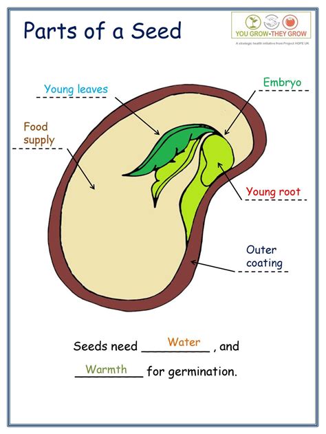 Seed Diagram Worksheet   3 Parts Of A Seed And Their Functions - Seed Diagram Worksheet