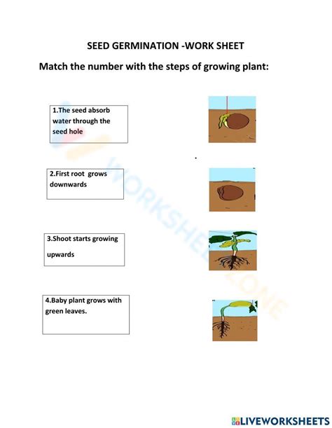 Seed Diagram Worksheet   Germination Worksheet Seed Growth Observation Activity Twinkl - Seed Diagram Worksheet