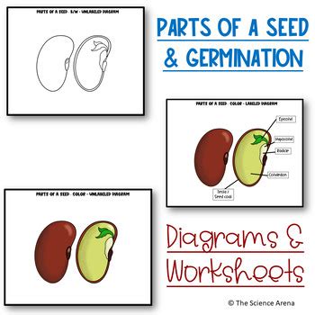 Seed Diagram Worksheets Amp Teaching Resources Teachers Pay Seed Diagram Worksheet - Seed Diagram Worksheet